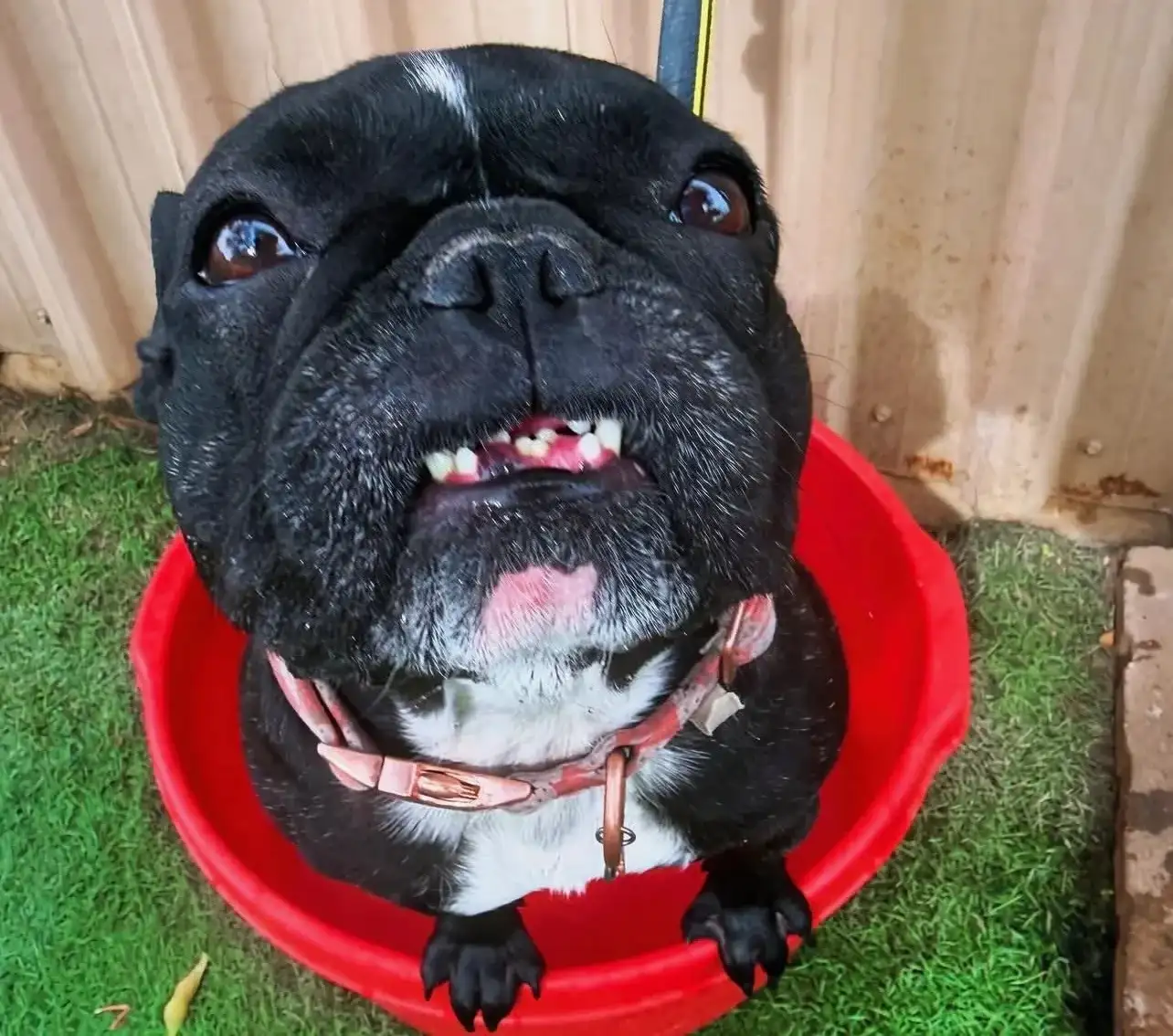 Lola, a French bulldog and Ironwood's director of jobsite security